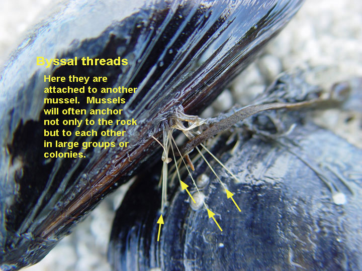 mid intertidal zone Biology Diagrams